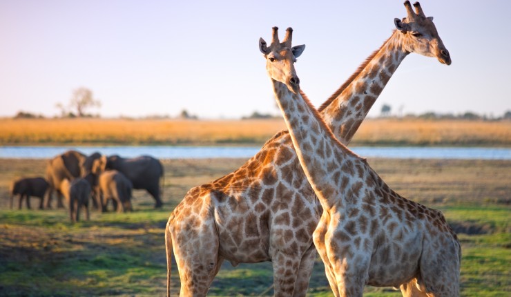 Botswana und Simbabwe